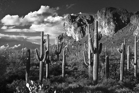 Superstition Mtn Saguaros Arizona by Tom Brossart art print