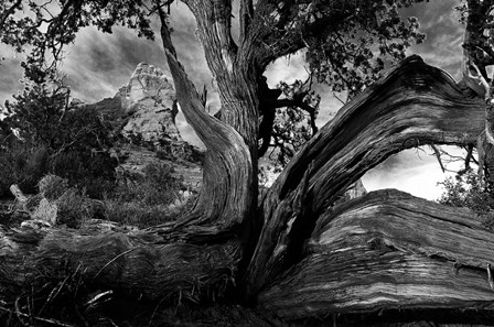 Sedona Juniper Tree by Tom Brossart art print