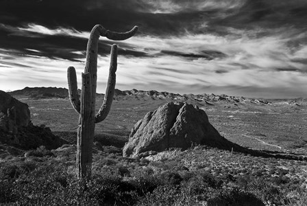 Saguaros Lost Dutchman State Park Arizona Superstition Mtns 2 by Tom Brossart art print