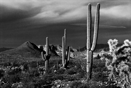 Saguaros Superstition Mtns Arizona by Tom Brossart art print