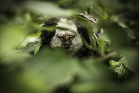 Little Monkey hiding by Duncan art print