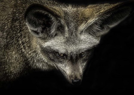 Cute Fox with Big Ears by Duncan art print