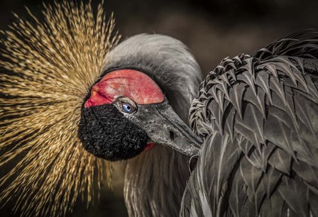 Yellow Crowned Crane 3 by Duncan art print