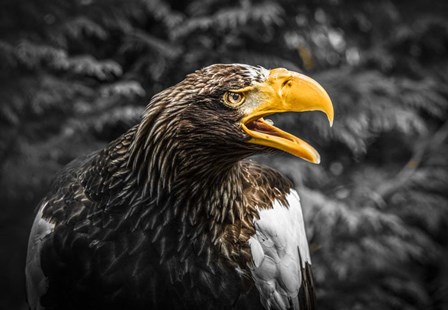 Steller Eagle 7A by Duncan art print