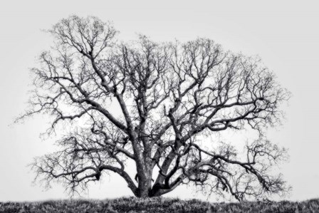Grand Oak Tree I by Rachel Perry art print