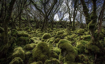 Mossy Forest 3 by Duncan art print