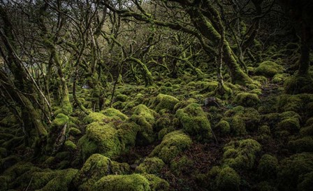 Mossy Forest 4 by Duncan art print
