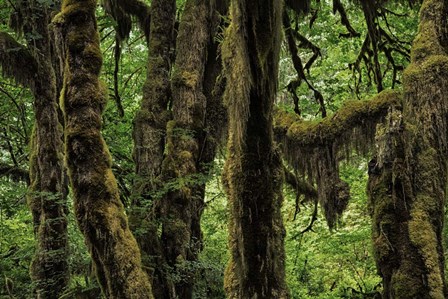 Ancient Trees by Duncan art print