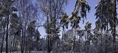 Snow Trees by Duncan art print