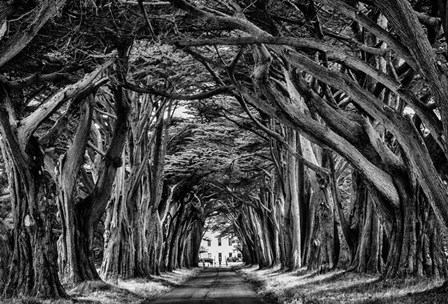 Cypress Trees Black &amp; White by Duncan art print