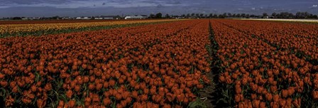 Tulip Field 2 Crop by Duncan art print