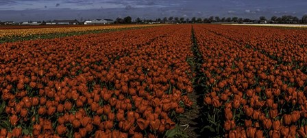 Tulip Field 2 Crop 2 by Duncan art print