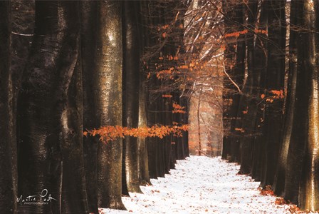 Red and Wet by Martin Podt art print