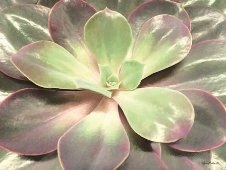 Glowing Succulent I by Lori Deiter art print