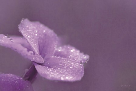 Purple Dew by Lori Deiter art print