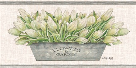 Flowers &amp; Garden White Tulips by Cindy Jacobs art print
