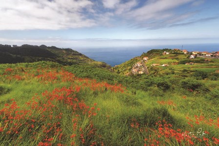 Flowers of Madeira by Martin Podt art print