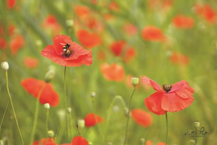 Filed of Poppies by Martin Podt art print