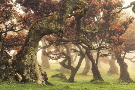 Fanal by Martin Podt art print