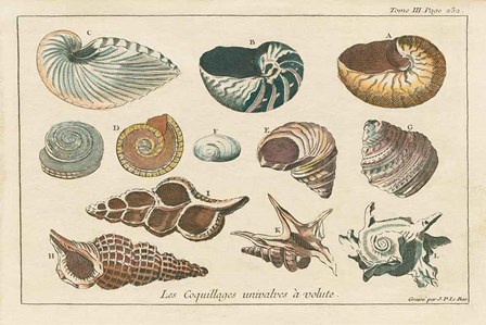 Shell Etchings I by Wild Apple Portfolio art print