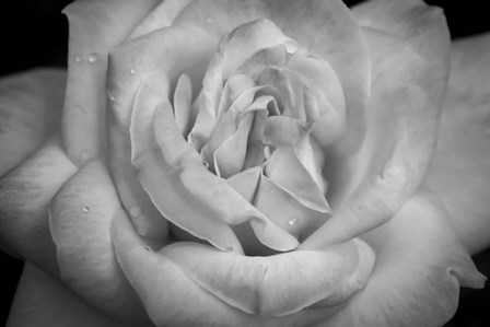 Monochrome Flower 03 by Anita Vincze art print
