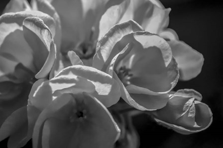 Monochrome Flower 05 by Anita Vincze art print