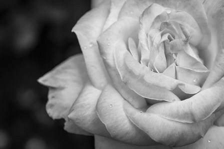 Monochrome Flower 26 by Anita Vincze art print