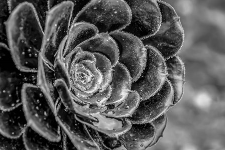 Monochrome Flower 27 by Anita Vincze art print