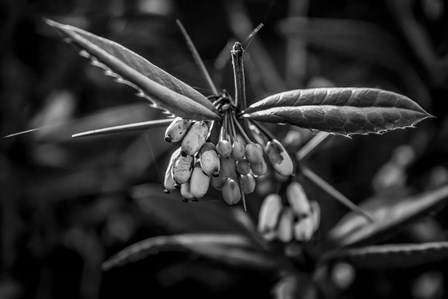 Monochrome Flower 55 by Anita Vincze art print