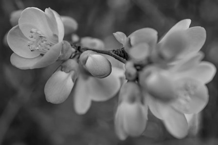 Monochrome Flower 66 by Anita Vincze art print