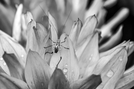 Monochrome Flower 76 by Anita Vincze art print