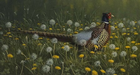 Dandy Rooster - Formosan Ring-necked Pheasant by Wilhelm J. Goebel art print
