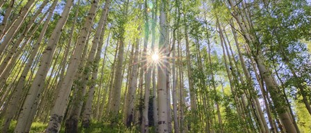 Starshine by Bill Sherrell art print