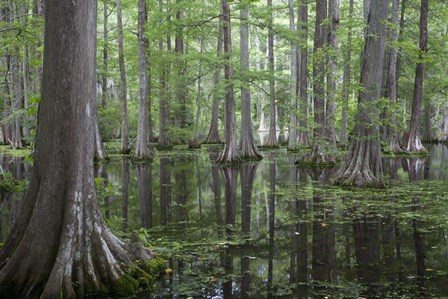 In the Swamp by Images in Nature art print