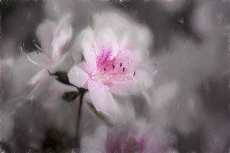 Pink Azalea by Franklin Kearney art print