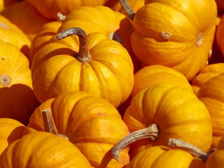 Pumpkins by CW Hetzer art print