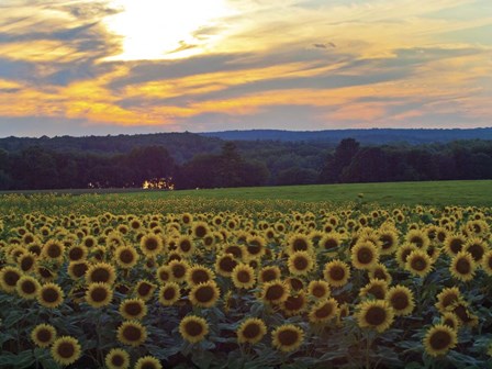 Sunflower 11 by CW Hetzer art print