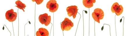 Row of Poppies on White by Tom Quartermaine art print