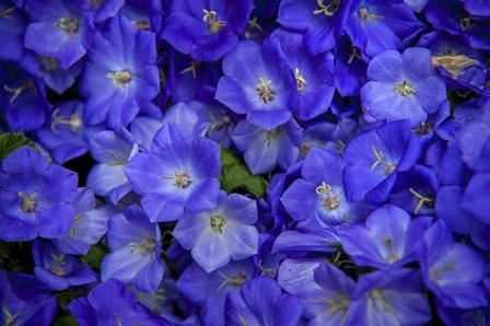 Blue Bells Carpet at Amsterdam Floral Market by Jenny Rainbow Fine Art art print