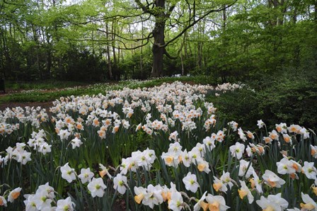 Keukenhof Botanical Daffodils Garden by Jenny Rainbow Fine Art art print