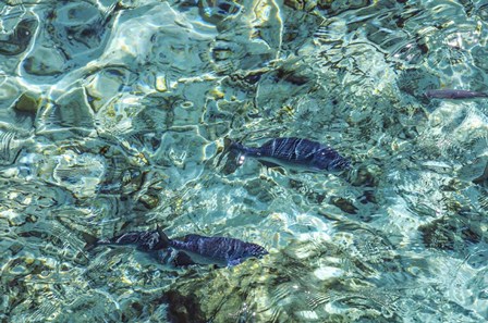 Maldives Fishes in the Clear Water 1 by Jenny Rainbow Fine Art art print