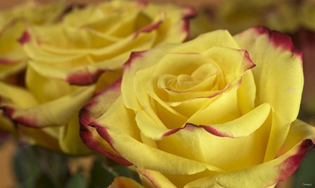 Yellow and Red Rose 3 by Gordon Semmens art print