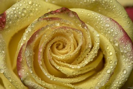 Yellow and Red Rose 12 by Gordon Semmens art print